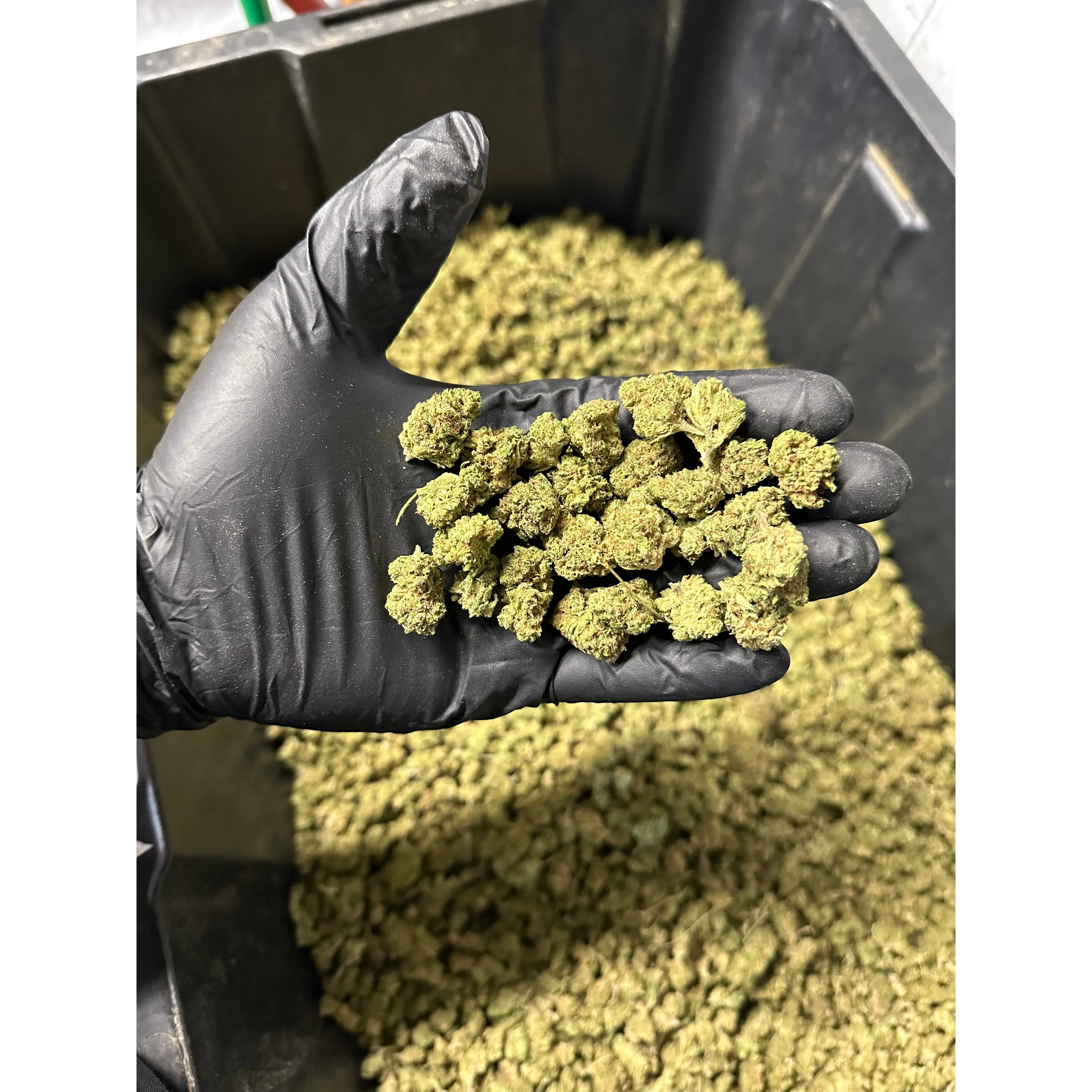 Cherry Limeade Hemp Flower Smalls